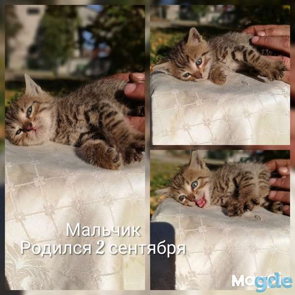 Котята ищут дом или передержку, фотография 3