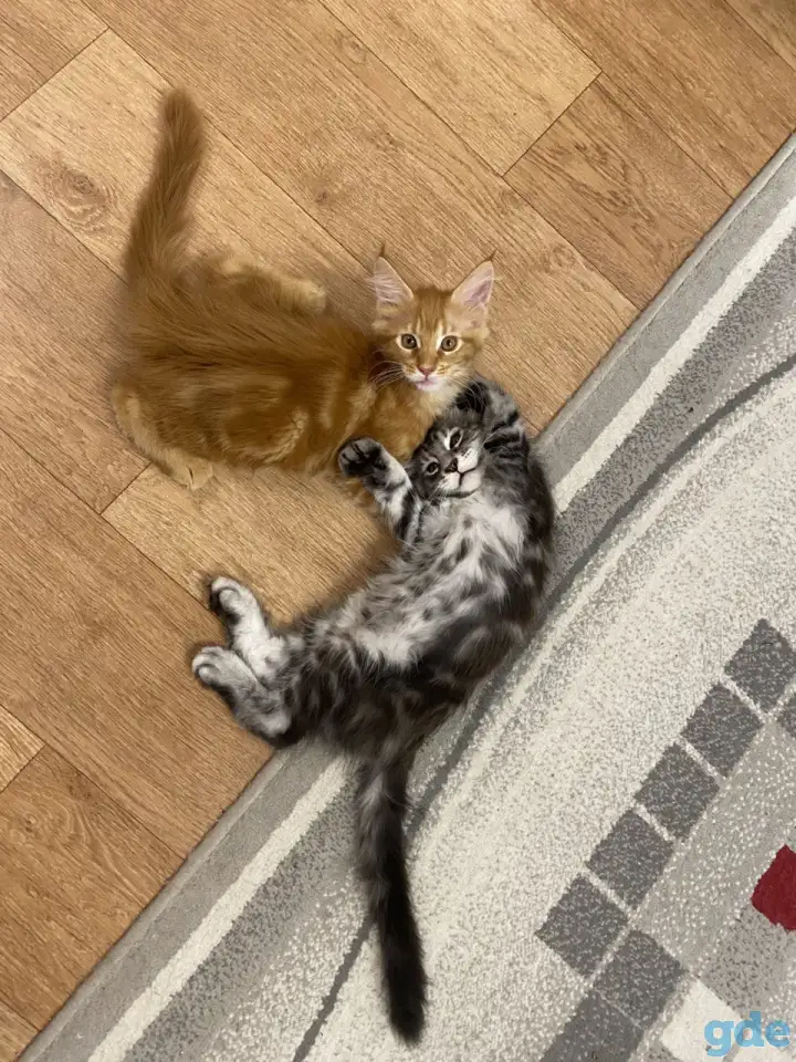 Котенок мейн кун, фотография 4