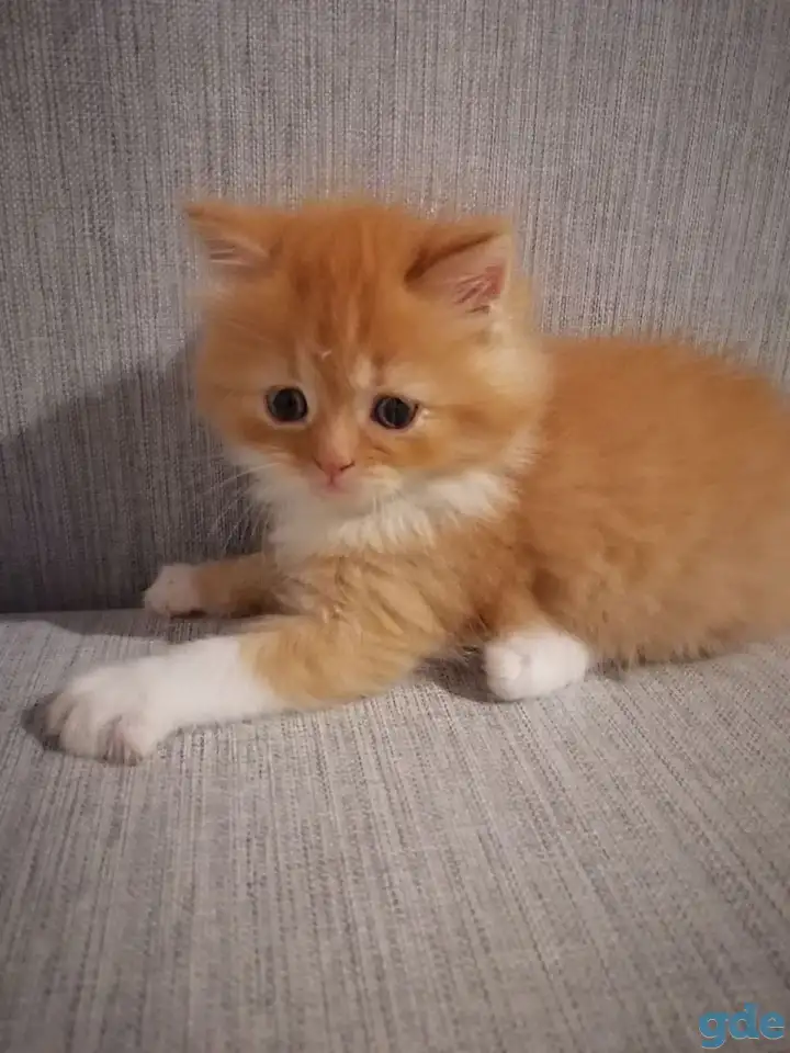 Персидские котята, фотография 5