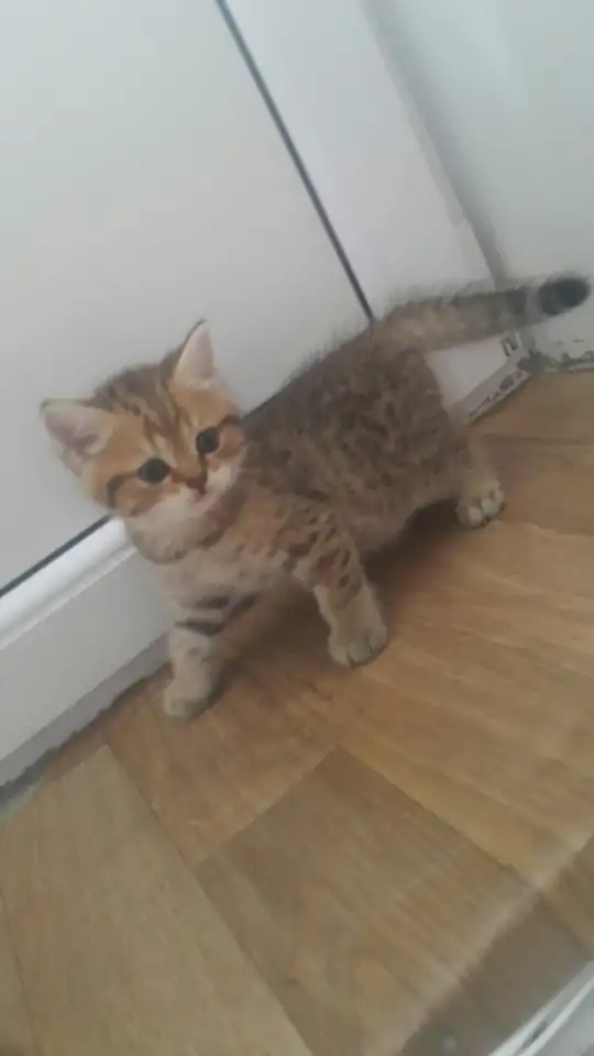 Продам котят, фотография 6