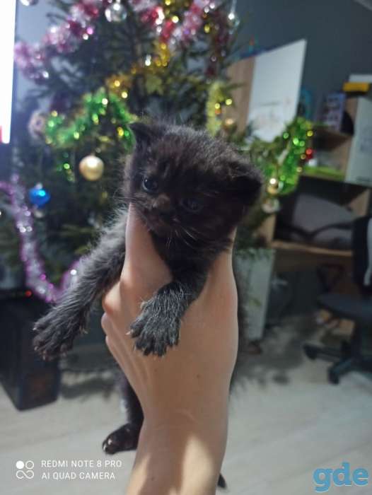 Шотландские котята, фотография 5