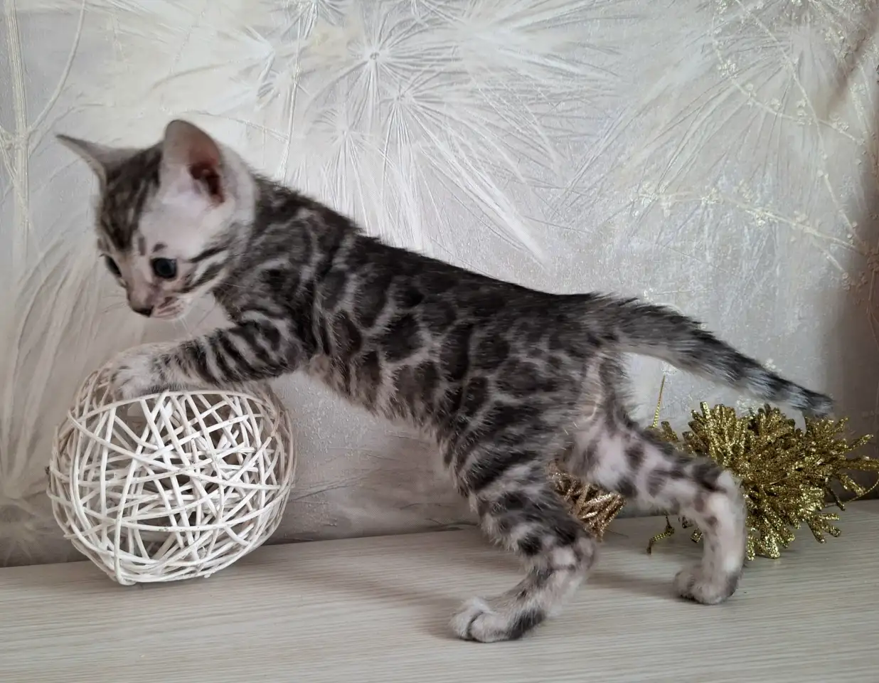 Бенгальские котята, фотография 1