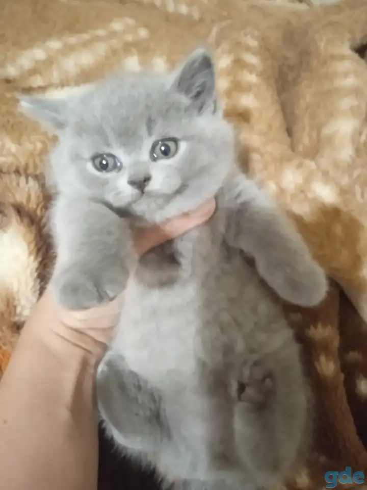 Британские котята, фотография 3