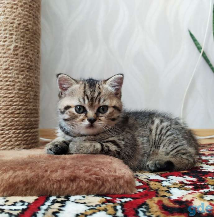 Шотладская прямоухая кошечка, фотография 1