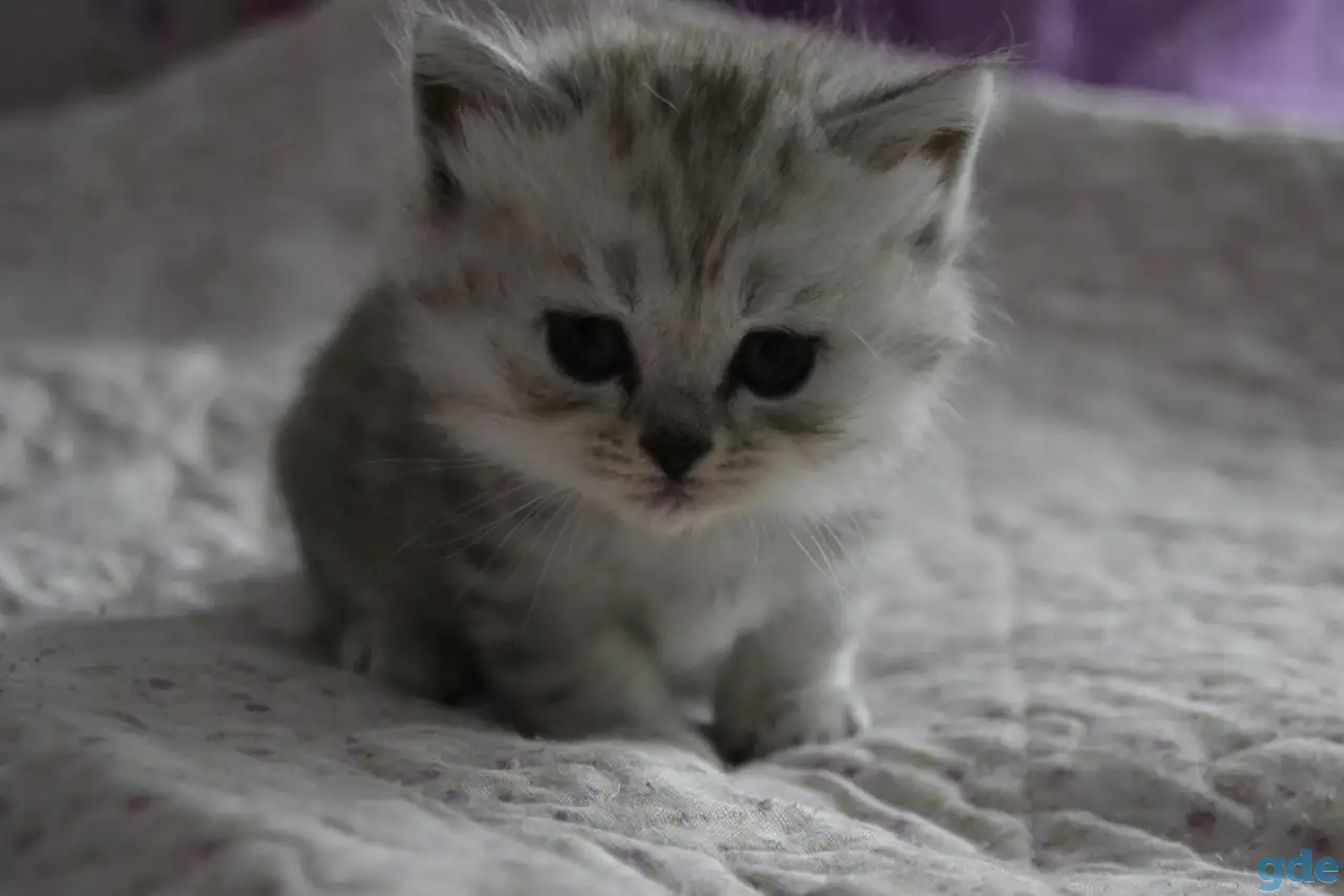 Шотландские котята, фотография 3