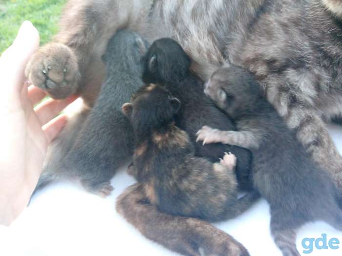 Отдам котят бесплатно.Британцы., фотография 3