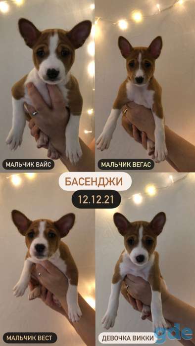 Щенки Басенджи 12.12.21, фотография 3