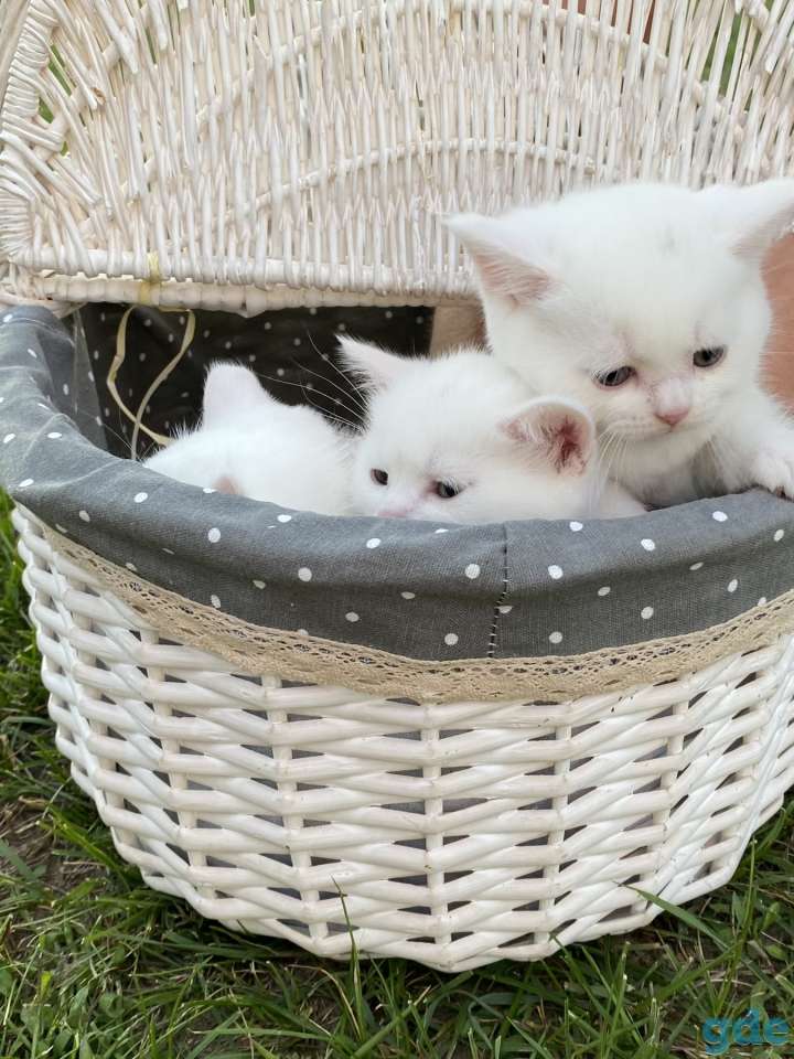 Котята, фотография 3