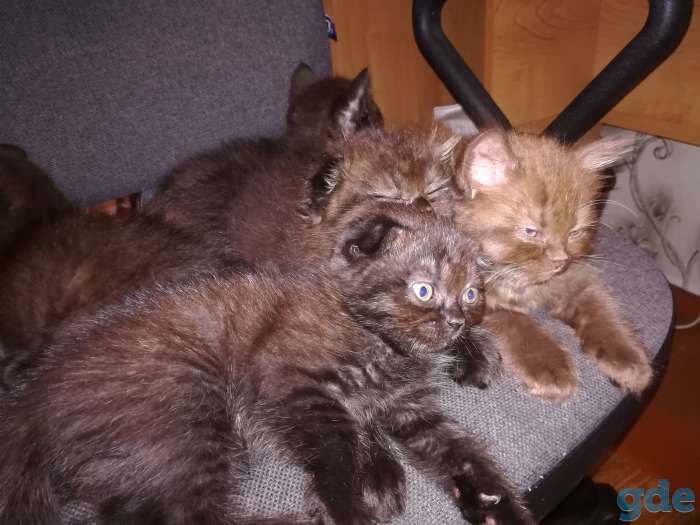 Шотландские котята., фотография 6