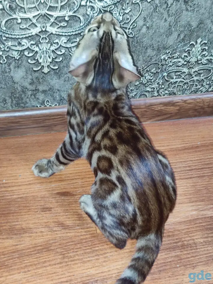 Бенгальские котята, фотография 1