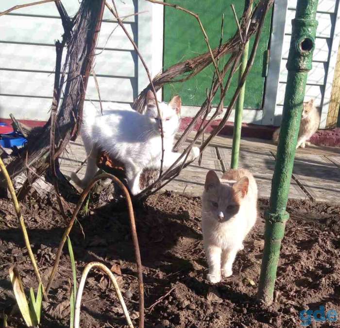 Дачные котята, фотография 3