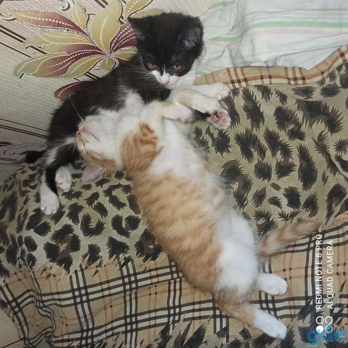 Отдам котят, в хорошие руки! Котятам 3 месяца., фотография 1