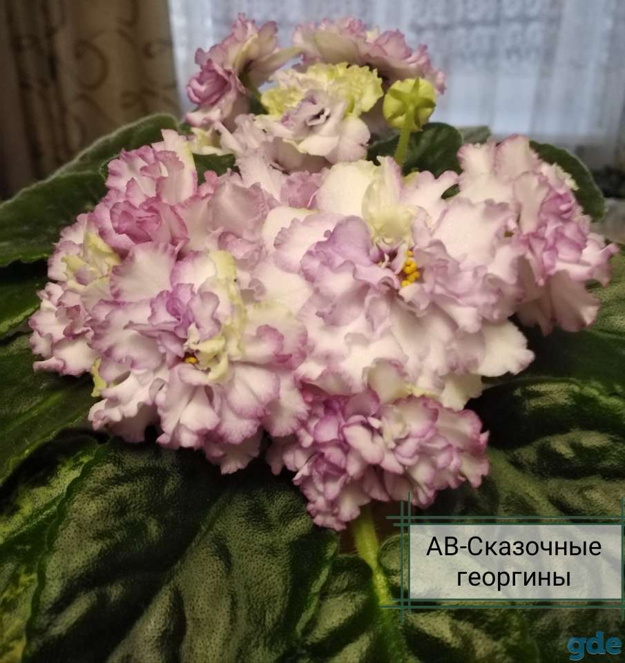 Детки фиалок, фотография 1