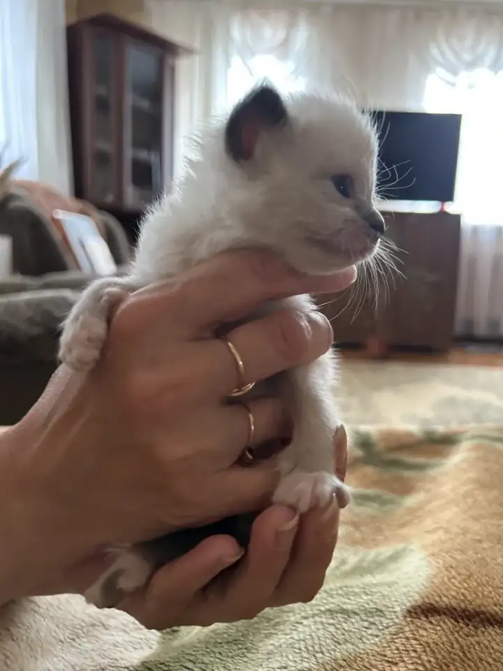 Котята ищут новый дом, фотография 4