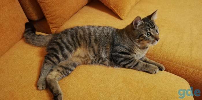 Котик Пуська ищет дом!, фотография 6