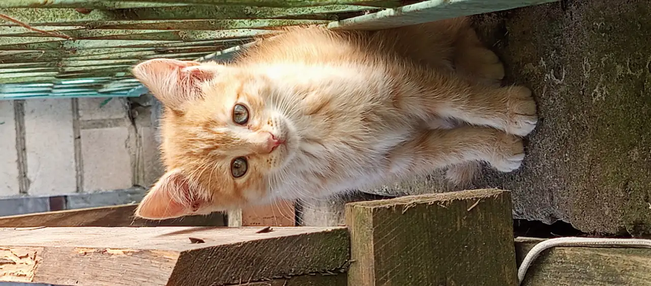 Котятаив добрые руки, фотография 2