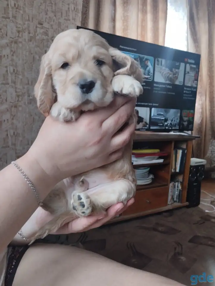 щенки родилисьг.4 мальчика 2 девочки., фотография 4