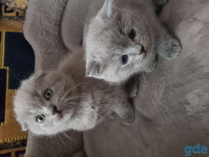 вислоухие котята, недорого!, фотография 1
