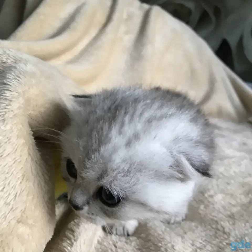 Шотландские вислоухие котята, фотография 3