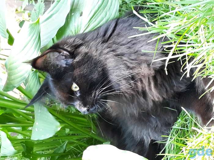Мейн кун котёнок, фотография 3