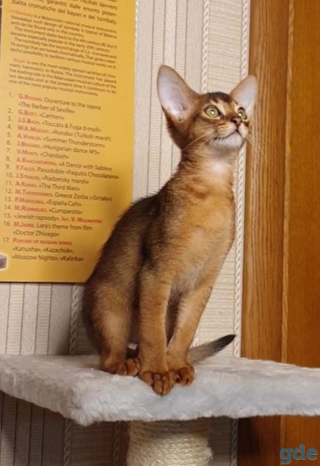 Абиссинский котенок из племенного питомника, фотография 5