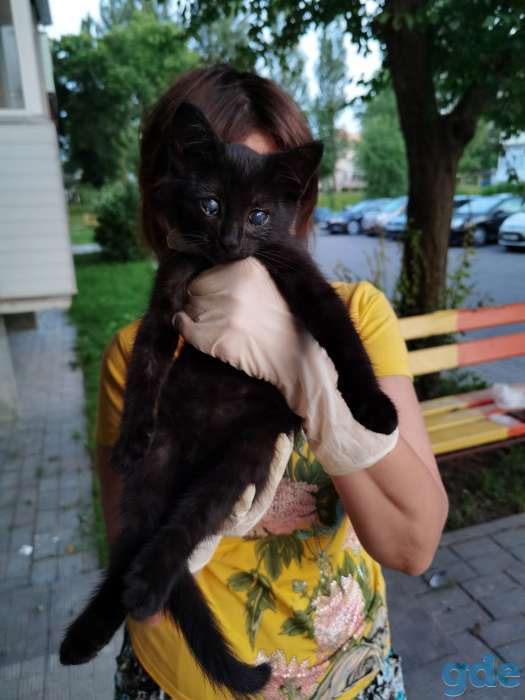 Котенок Анфиса ищет дом!, фотография 2