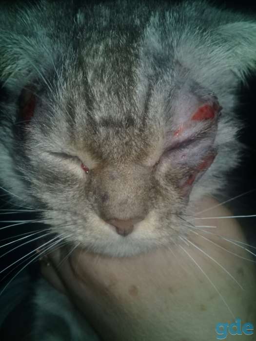Потерялся котенок, фотография 3