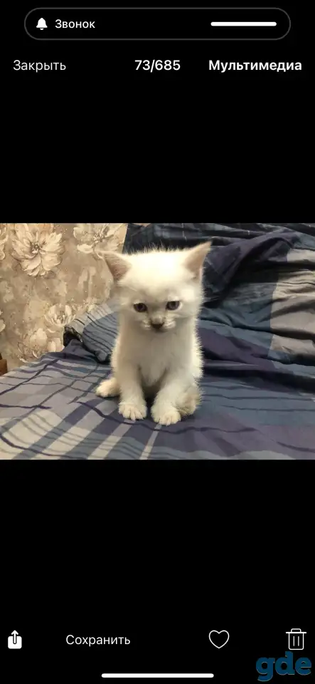 Продались котят, фотография 1