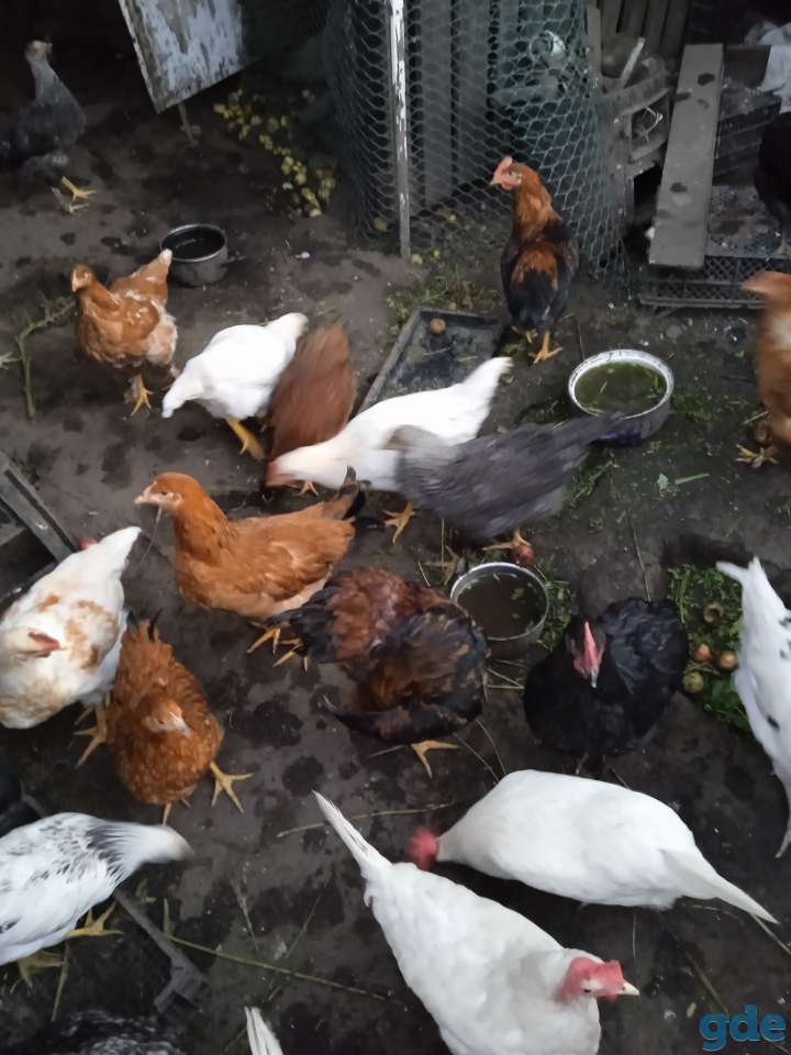 Продам, фотография 3