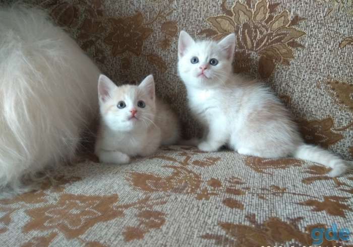 Британские котята, фотография 7