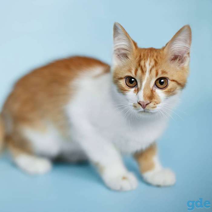 Котёнок в добрые и ответственные руки, фотография 7