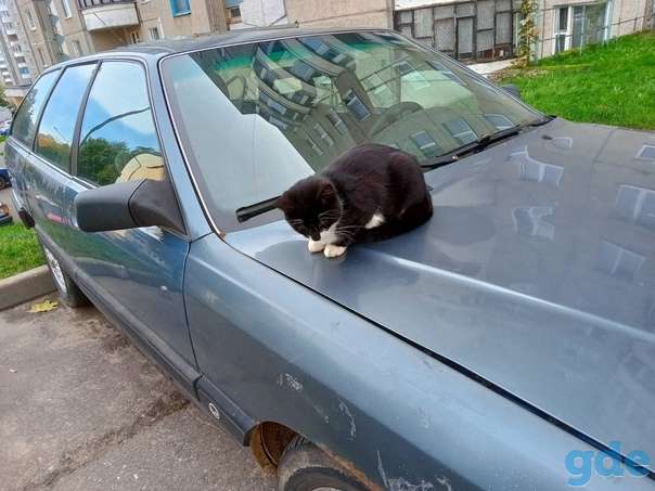 Котята ищут дом, фотография 6