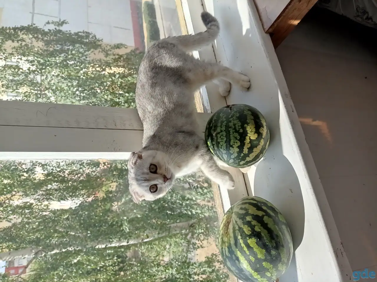 Продам котенка, фотография 2
