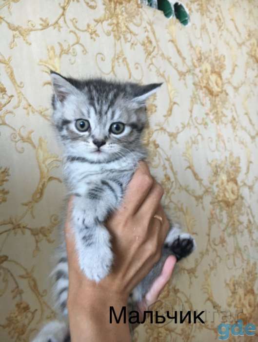 Шотландские котята, фотография 2