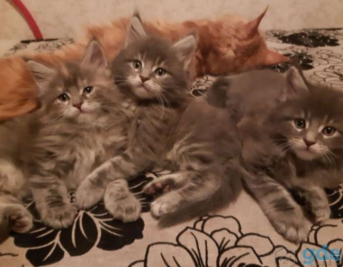 Продаю Мэйн Кунов, фотография 1