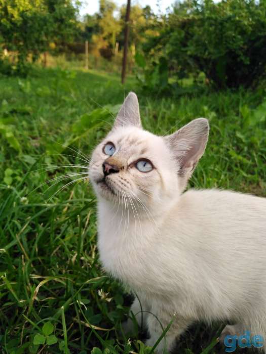 КОТЯТА ИЩУТ ДОМ, фотография 1