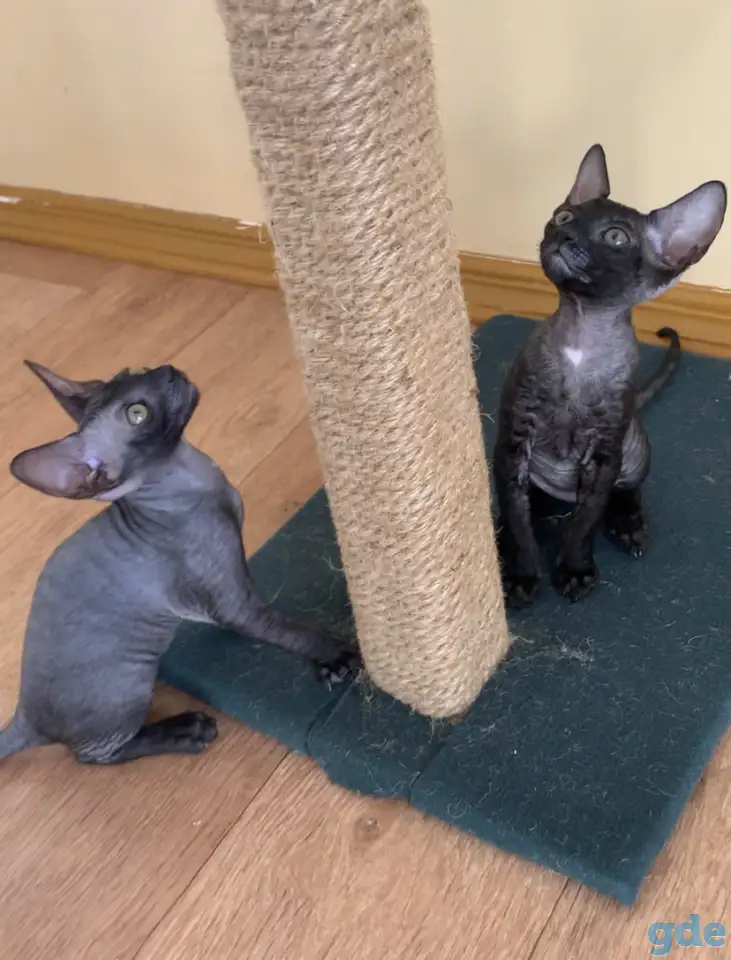 Корниш-рекс котята, фотография 5