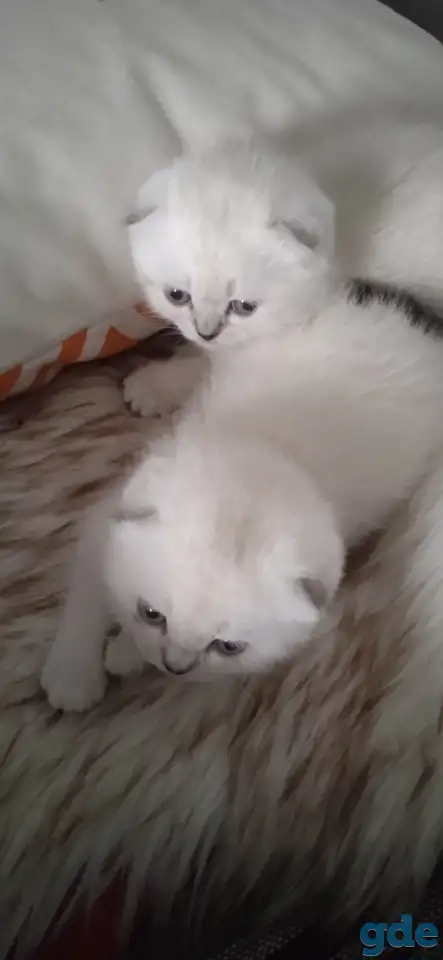 Шотландские котята, фотография 1