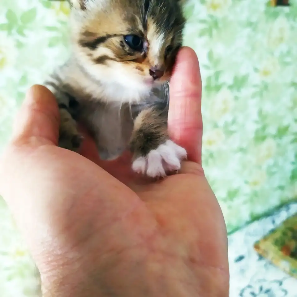Котята. Даром. Срочно!!!, фотография 5