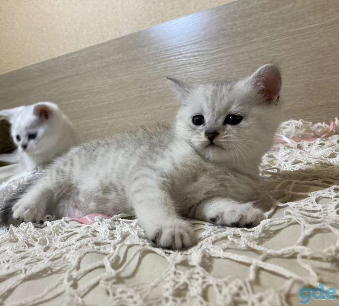 Шотландские вислоухие котята, фотография 6