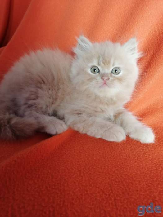 Персидские котята, фотография 8