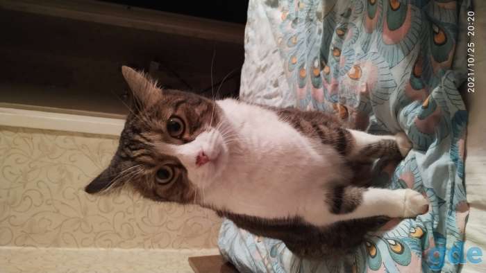 Отдам кота, фотография 1