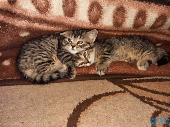 Продам британских котят (девочки), фотография 1