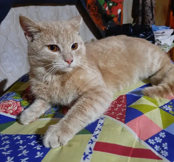 Кот в дар, фотография 2
