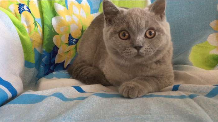 Лиловая британская кошечка, фотография 1