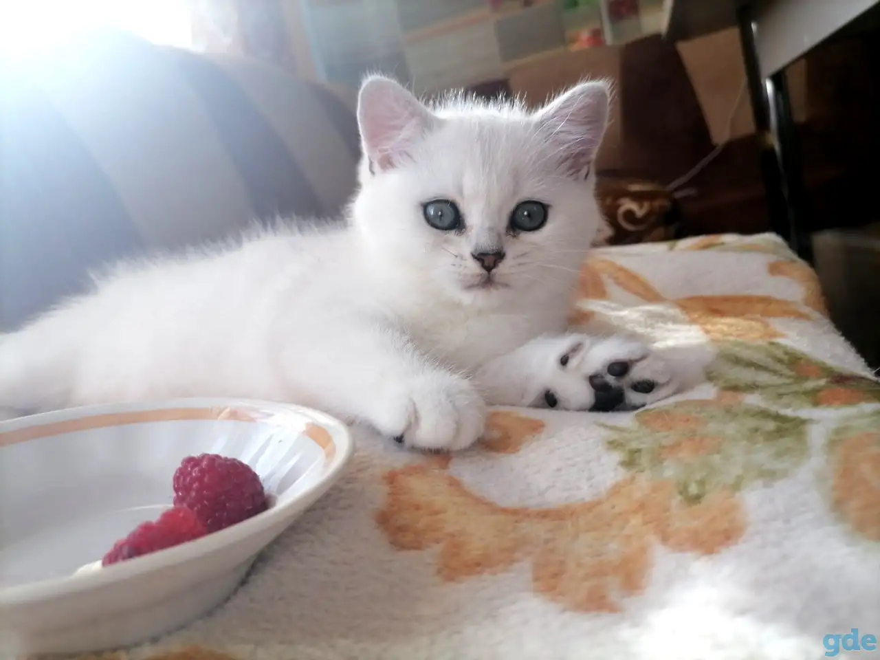Британские серебристые котята, фотография 2