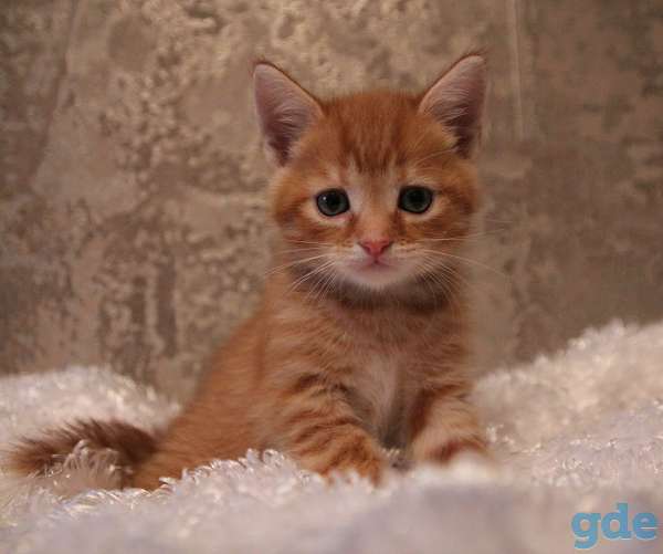 Котята-метисы британской кошки в дар, фотография 2