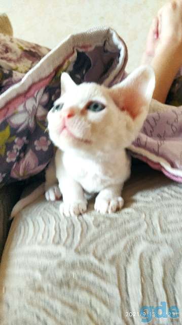 Котенок, фотография 3
