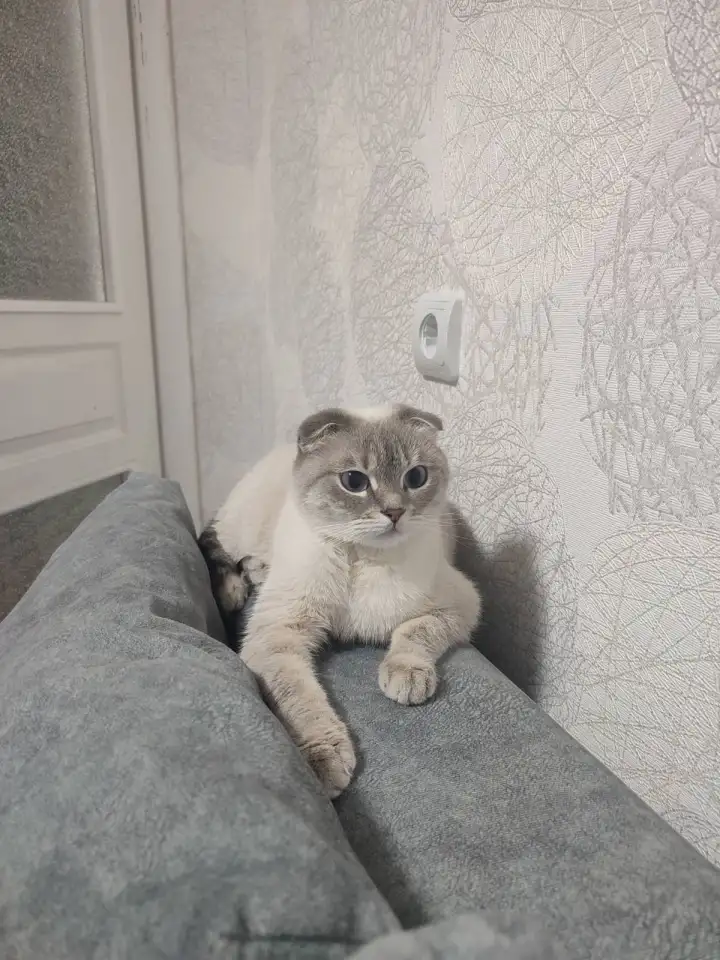 Отдам в хорошие руки, фотография 2