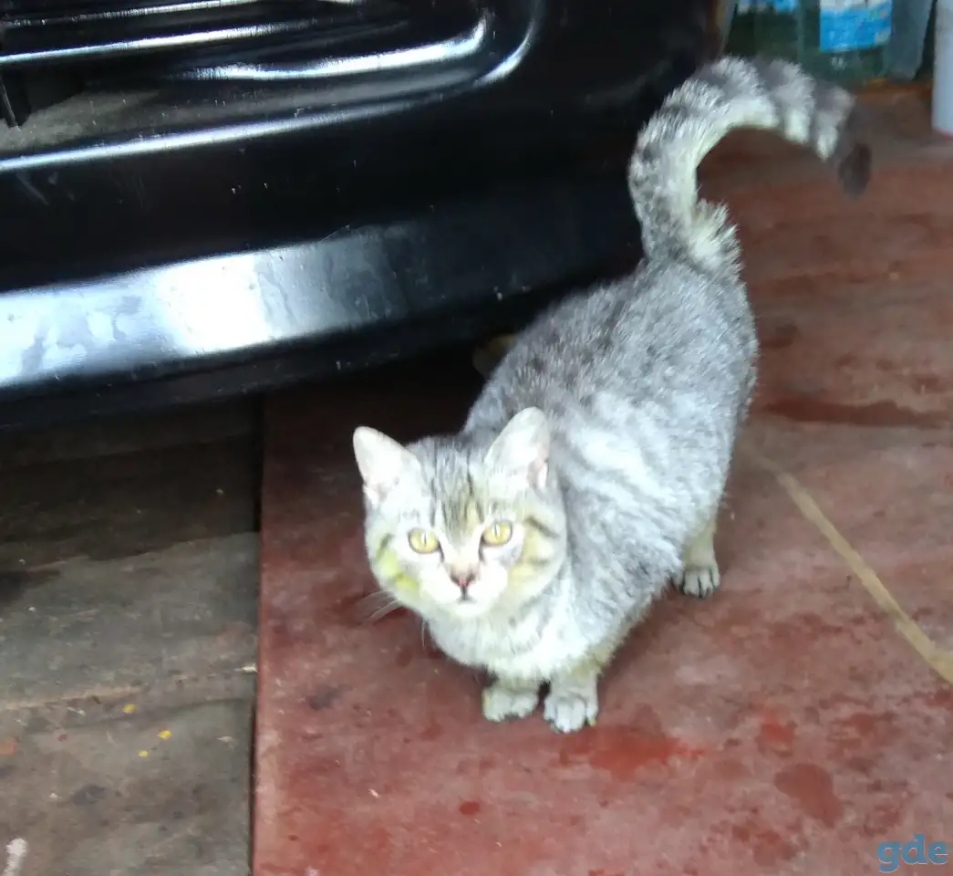 Котят бесплатно в добрые руки., фотография 1